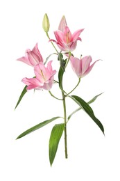 Photo of Beautiful lily plant with pink flowers on white background