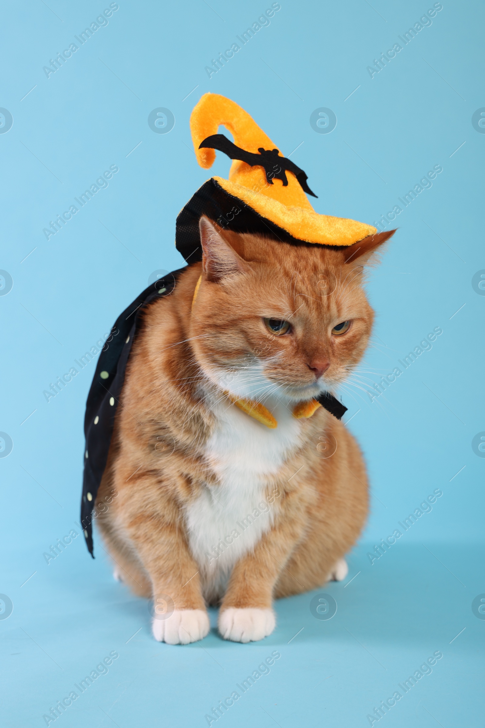 Photo of Cute ginger cat wearing cloak and hat on light blue background. Halloween celebration