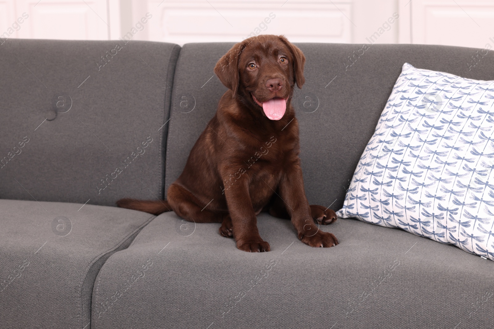 Photo of Cute chocolate Labrador Retriever puppy on sofa at home. Lovely pet