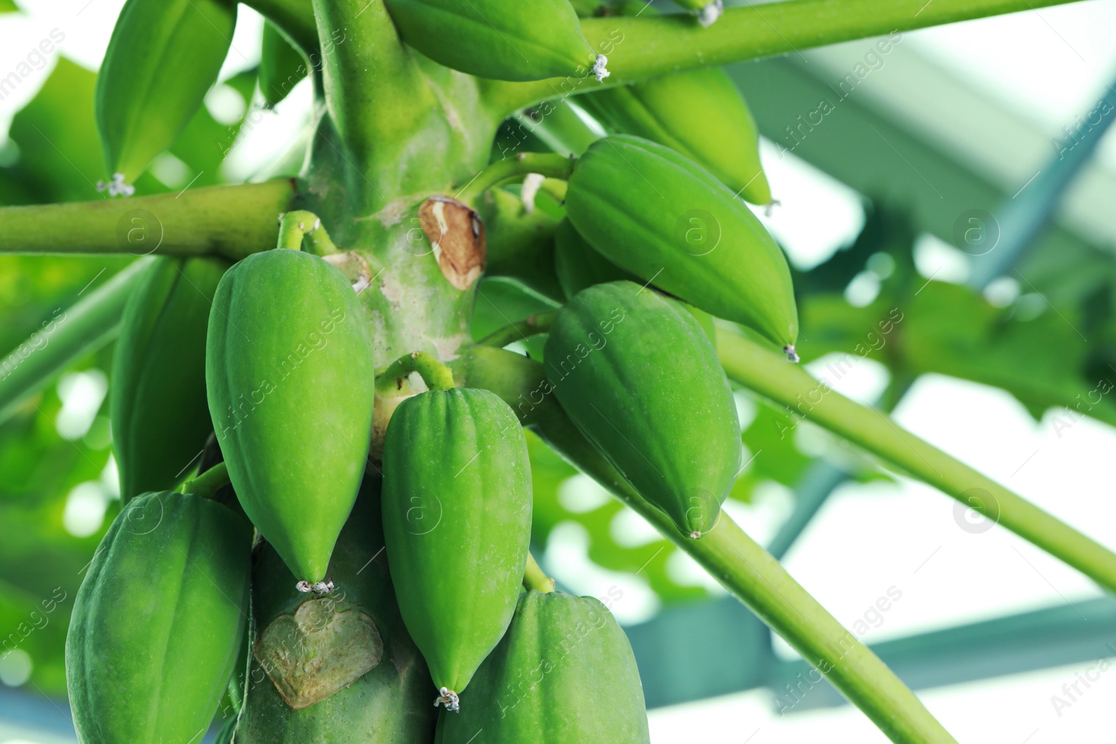 Photo of Unripe papaya fruits growing on tree outdoors, closeup view