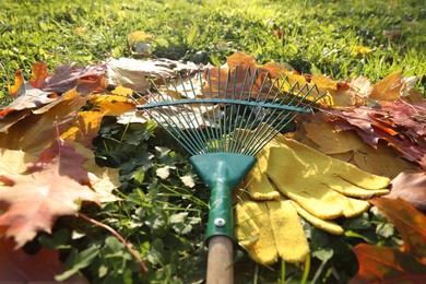 Photo of Rake and fall leaves on grass outdoors, closeup