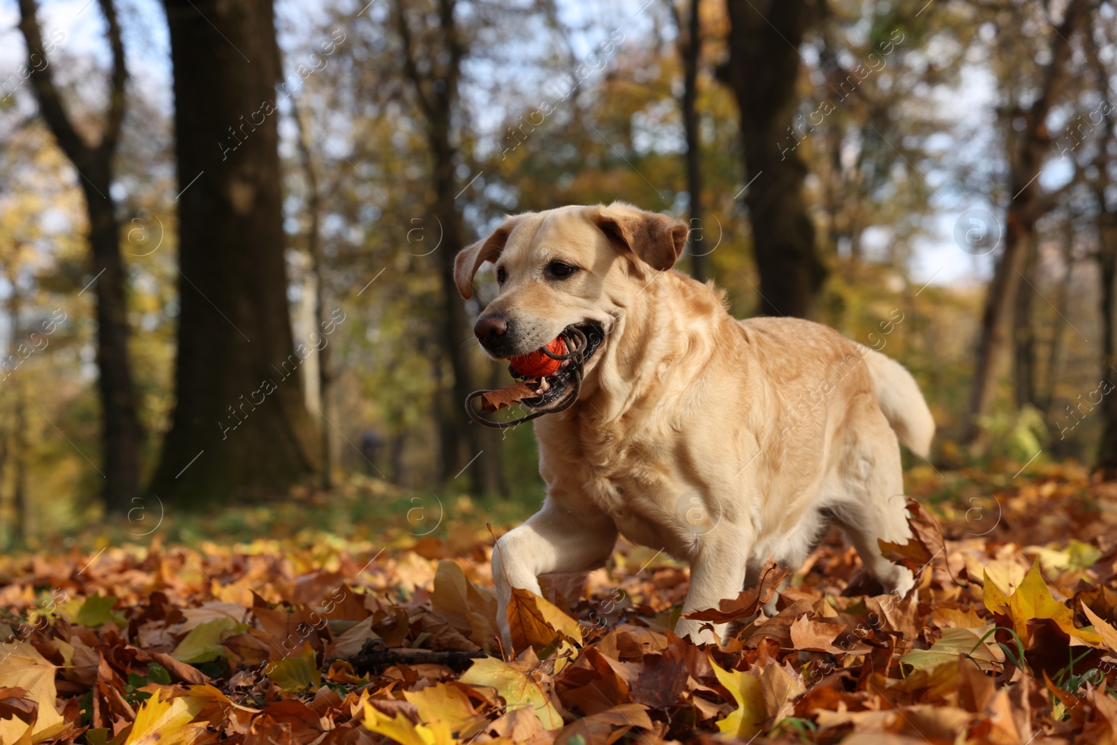 Photo of Cute Labrador Retriever dog with toy ball in sunny autumn park. Space for text