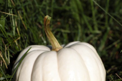 Photo of Whole ripe pumpkin among green grass outdoors, closeup