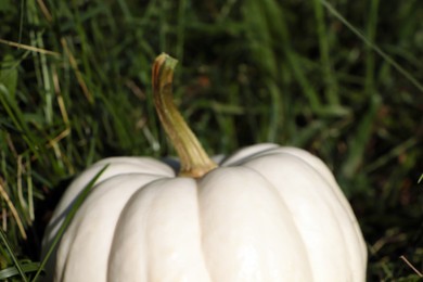 Whole ripe pumpkin among green grass outdoors, closeup