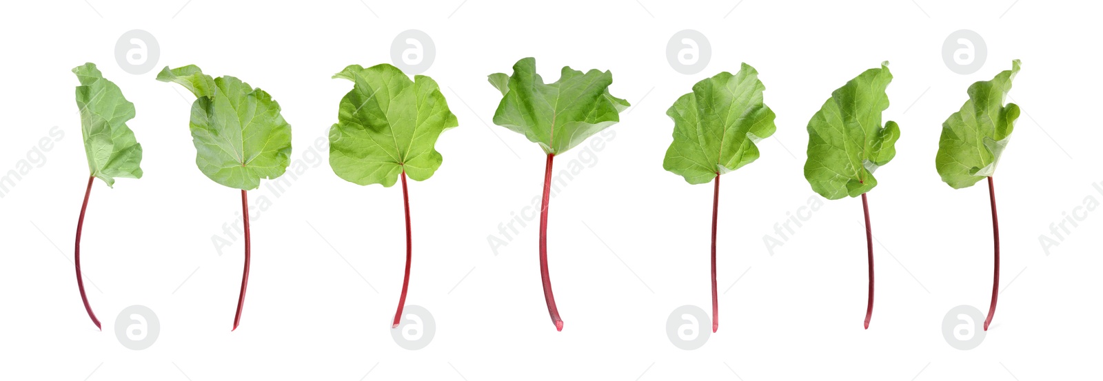 Image of Set with fresh rhubarb stalks with leaves isolated on white