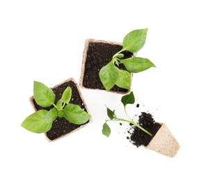 Vegetable seedlings in peat pots isolated on white, top view