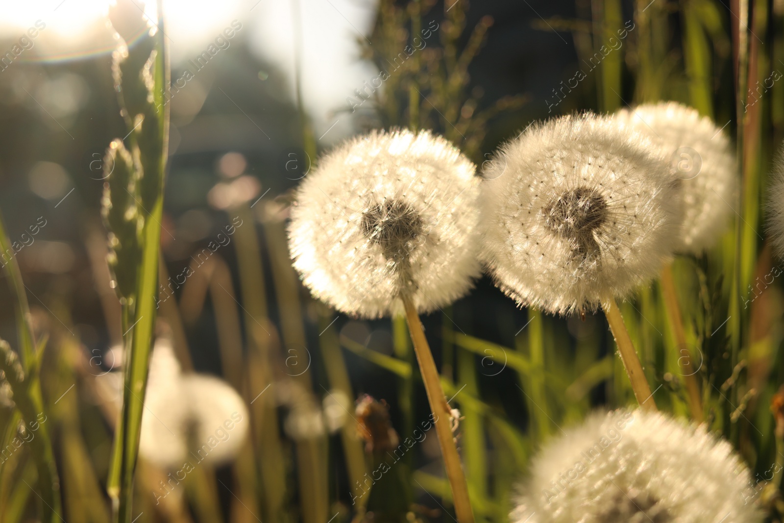 Photo of Beautiful fluffy dandelions outdoors on sunny day, closeup