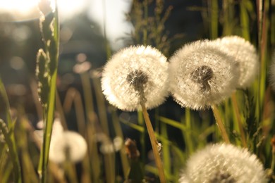 Beautiful fluffy dandelions outdoors on sunny day, closeup