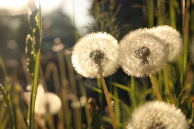 Photo of Beautiful fluffy dandelions outdoors on sunny day, closeup