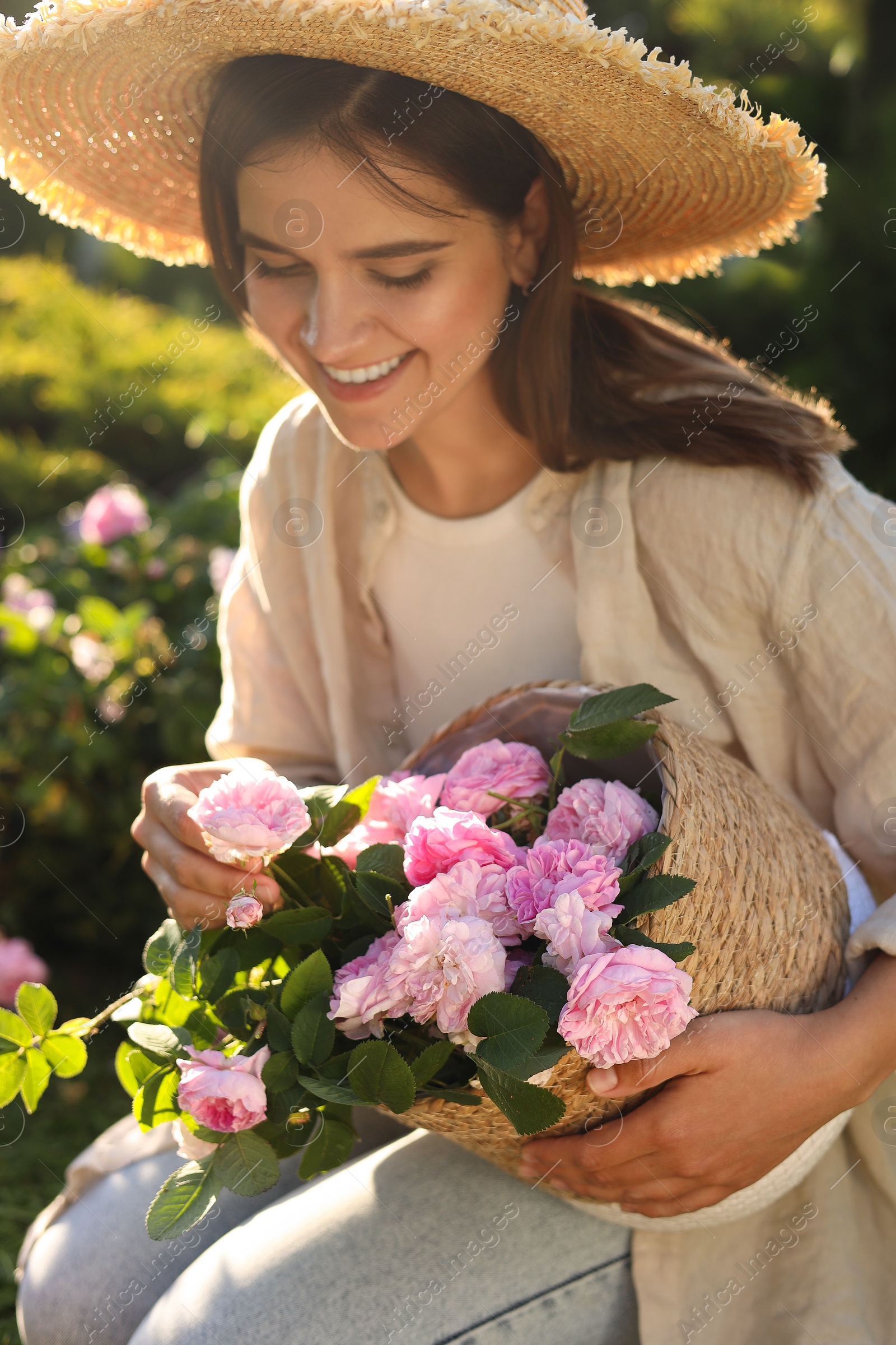 Photo of Young woman holding wicker basket with beautiful tea roses in garden, closeup