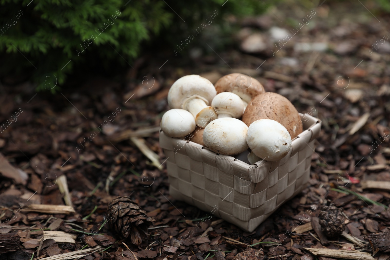 Photo of Basket of fresh champignon mushrooms in forest, space for text