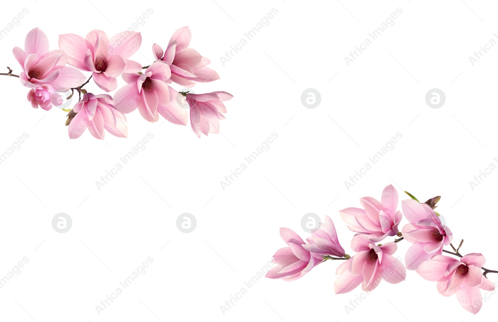 Image of Beautiful pink magnolia flowers on white background