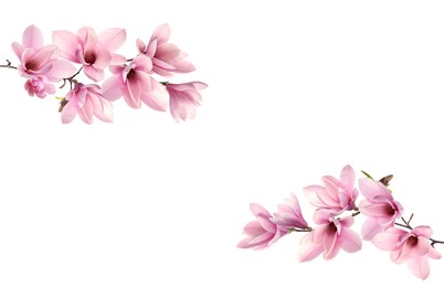 Image of Beautiful pink magnolia flowers on white background