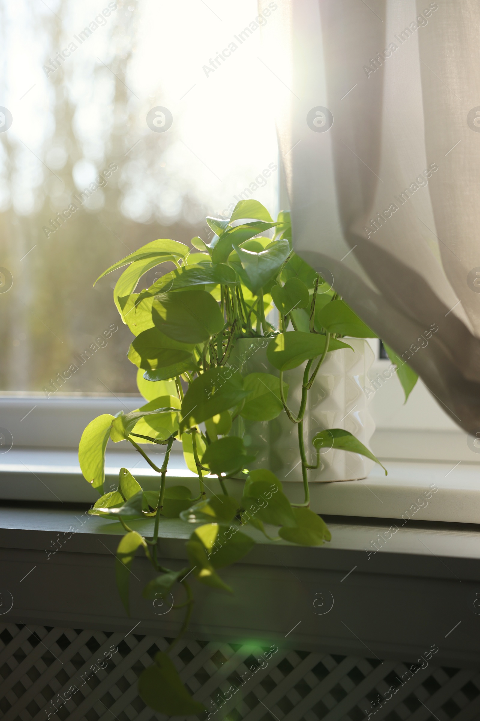 Photo of Beautiful green houseplant on window sill indoors