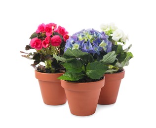Photo of Different beautiful blooming plants in flower pots on white background