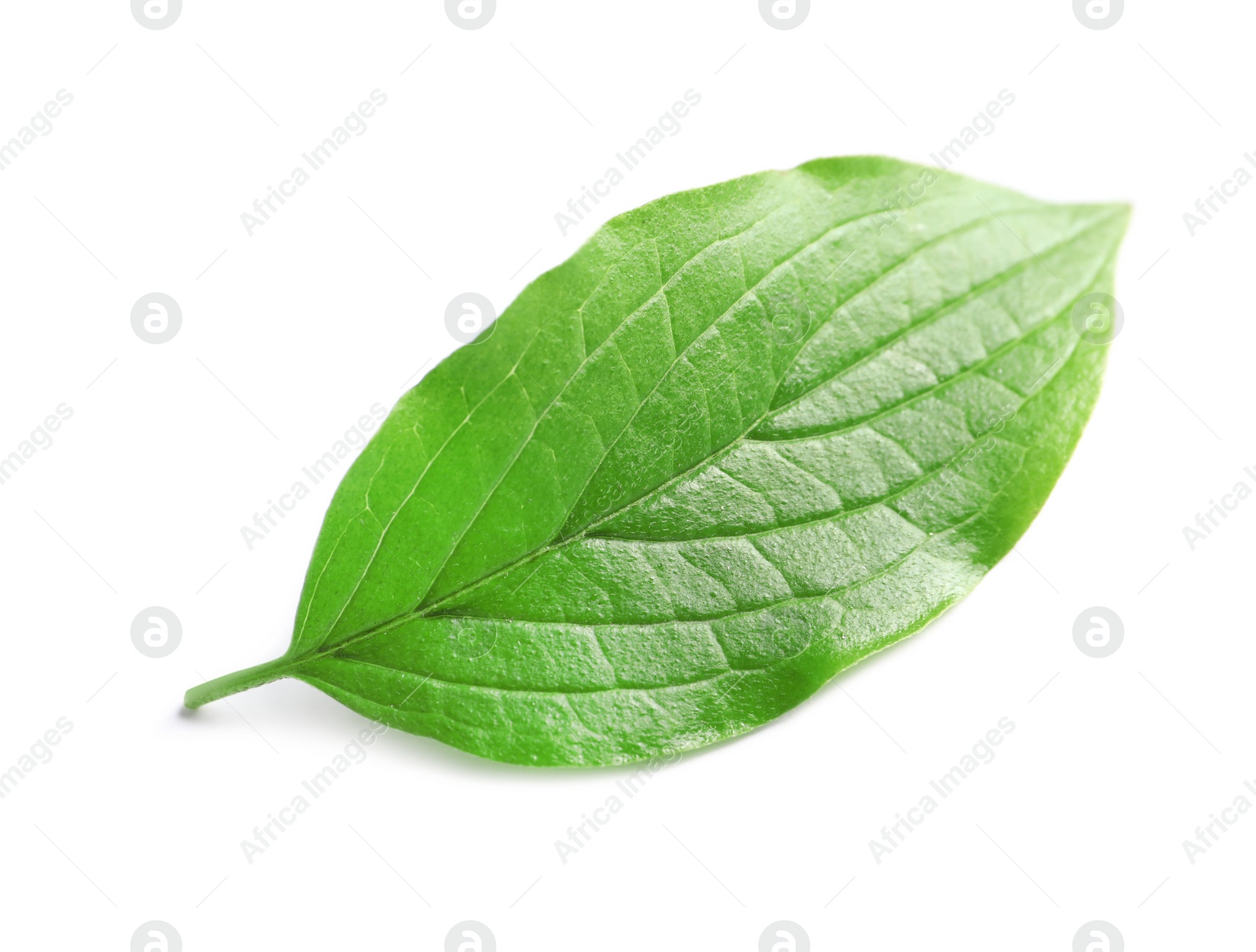 Photo of Beautiful spring green leaf on white background