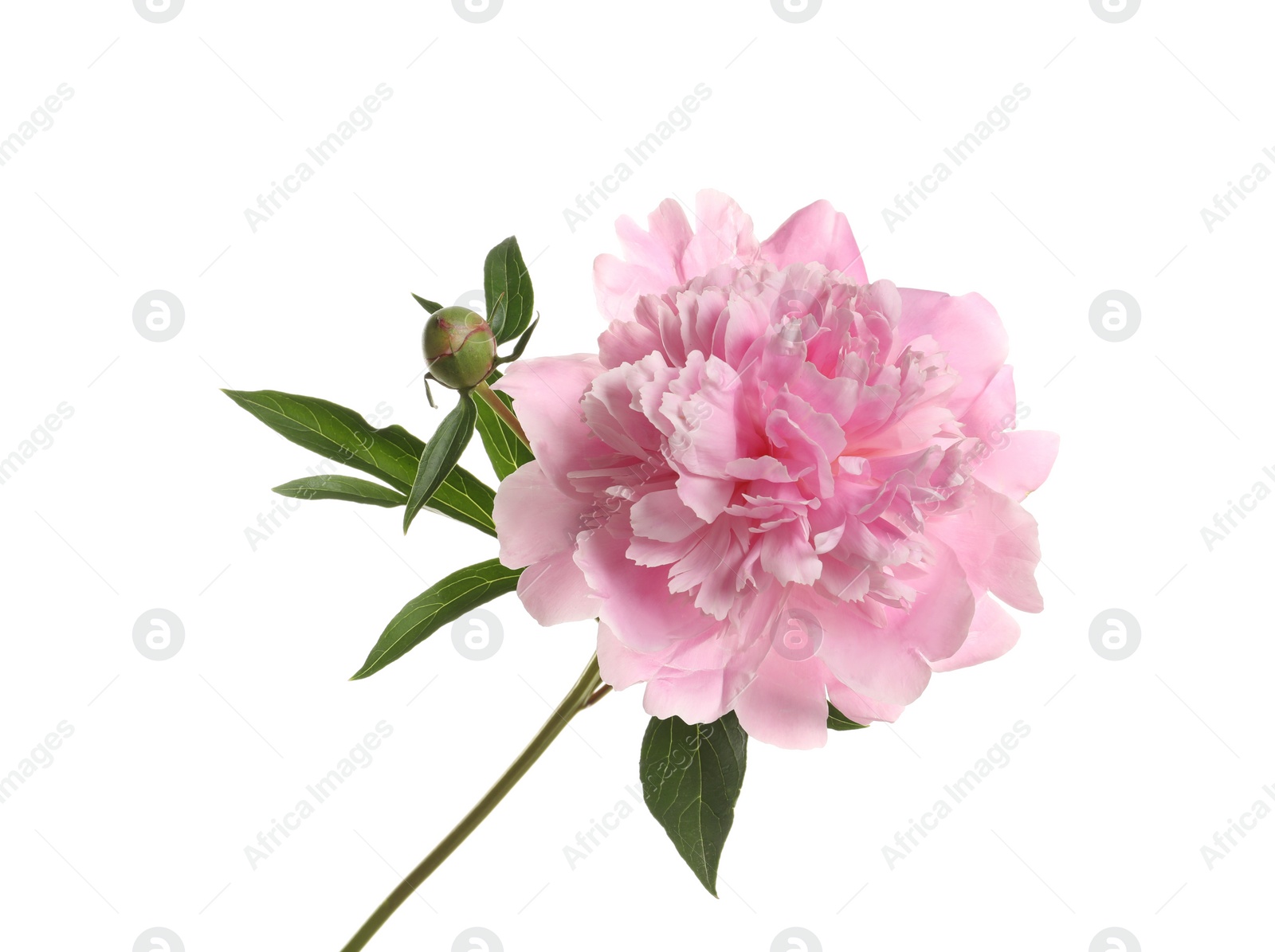 Photo of Fragrant bright peony on white background. Beautiful spring flower