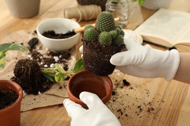 Woman transplanting houseplants at wooden table, closeup