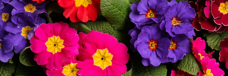 Image of Beautiful spring primula (primrose) plants with colorful flowers as background, top view. Banner design