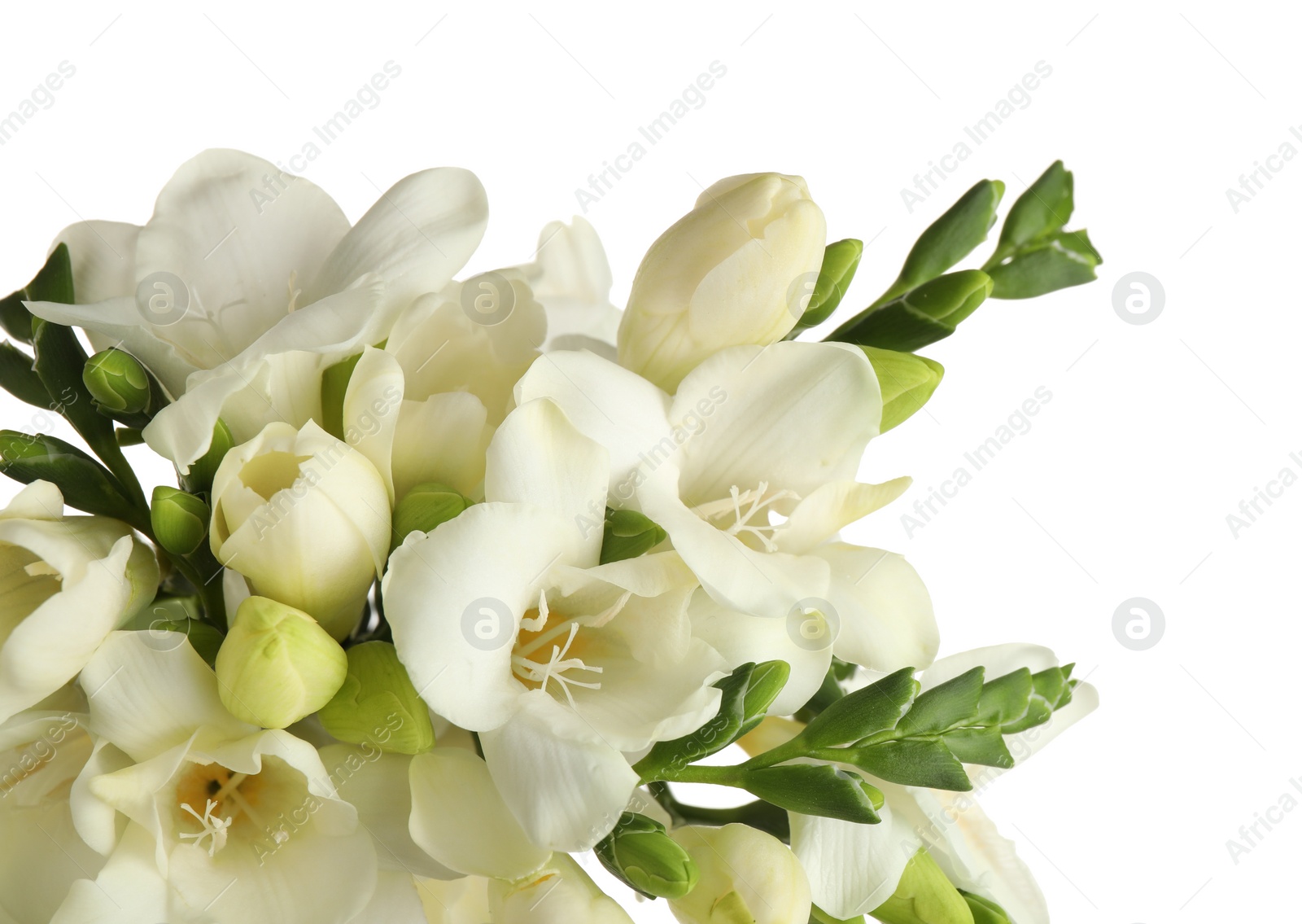 Photo of Beautiful aromatic freesia bouquet isolated on white