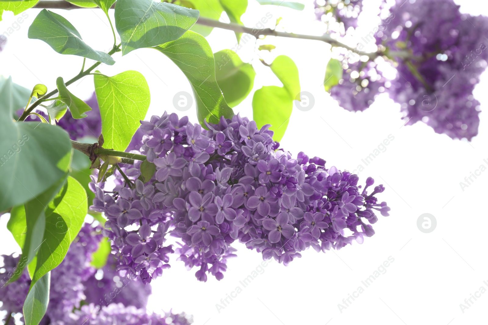 Photo of Blossoming lilac on sunny spring day