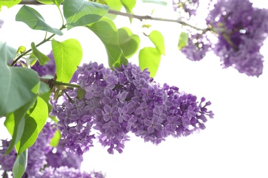 Blossoming lilac on sunny spring day