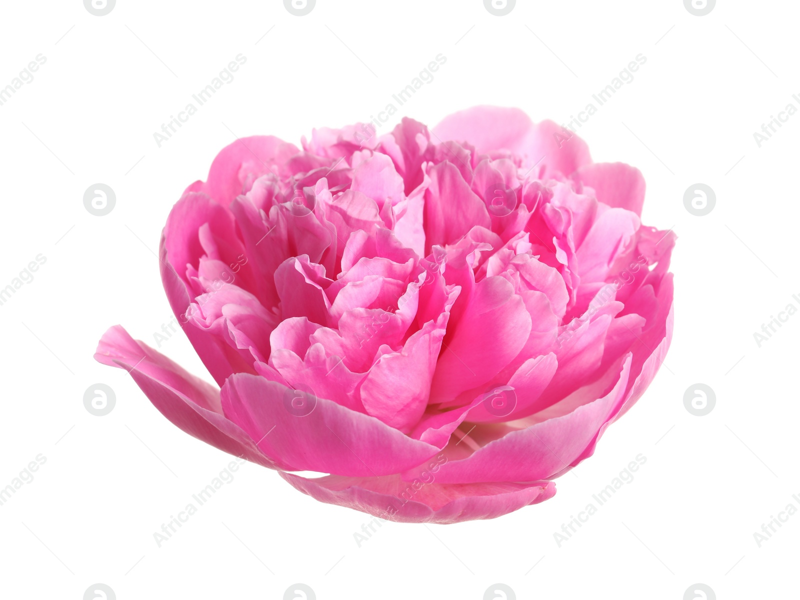 Photo of Beautiful fresh peony flower on white background