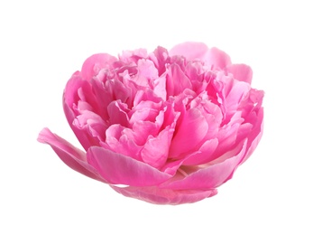 Photo of Beautiful fresh peony flower on white background