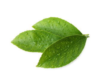 Photo of Fresh green citrus leaves with water drops isolated on white