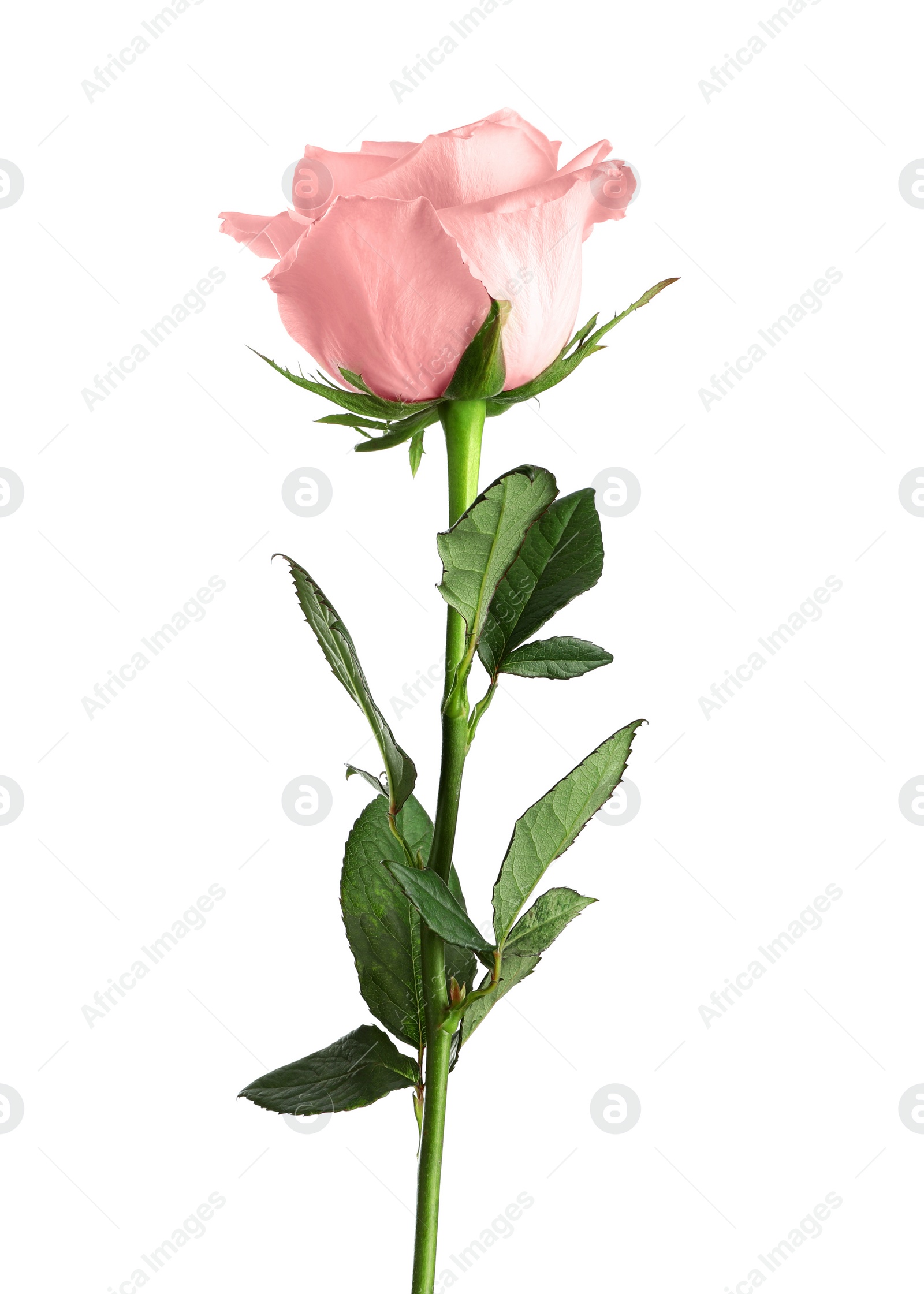 Photo of Beautiful blooming rose flower on white background