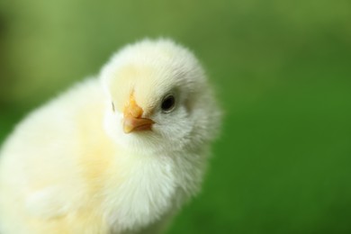Photo of Cute chick on blurred background, closeup with space for text. Baby animal