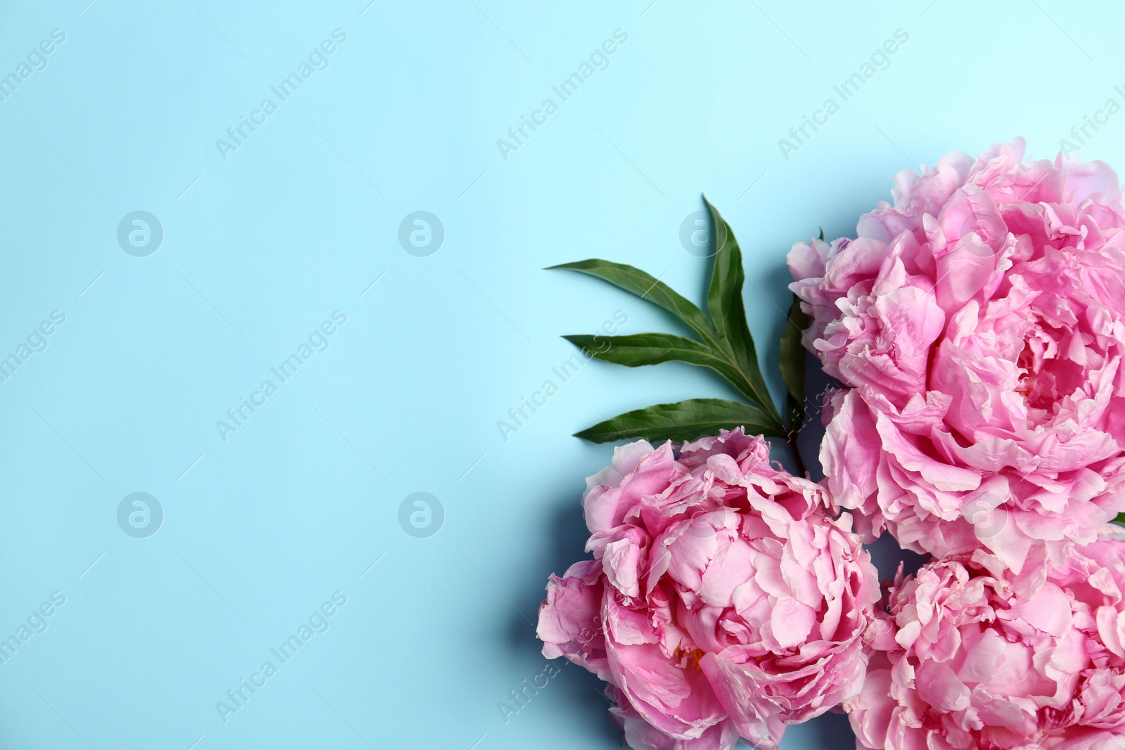 Photo of Beautiful peonies on light blue background, flat lay. Space for text