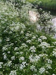 Photo of Beautiful plants with white flowers growing outdoors