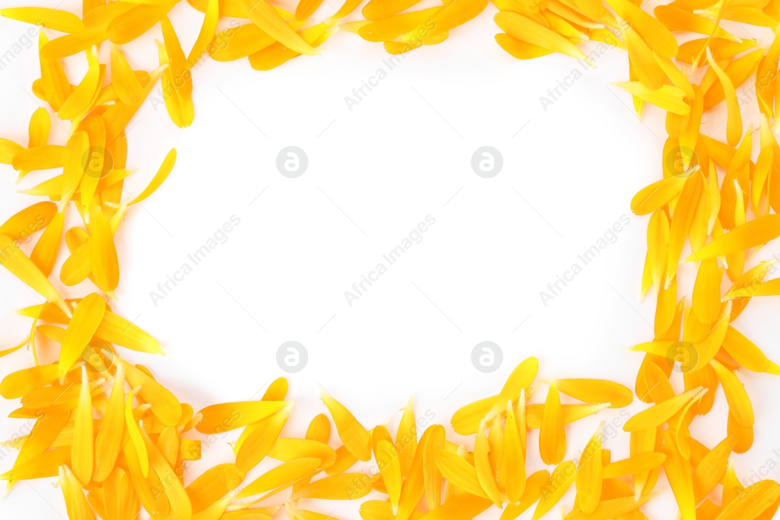 Photo of Frame of beautiful calendula petals on white background, top view. Space for text