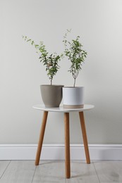 Photo of Pomegranate plants with green leaves in pots near beige wall indoors