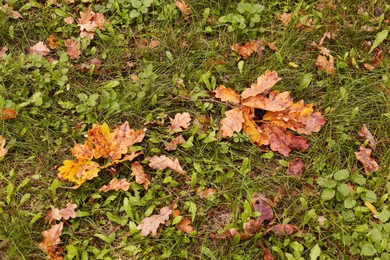 Fallen autumn leaves on grass after rain