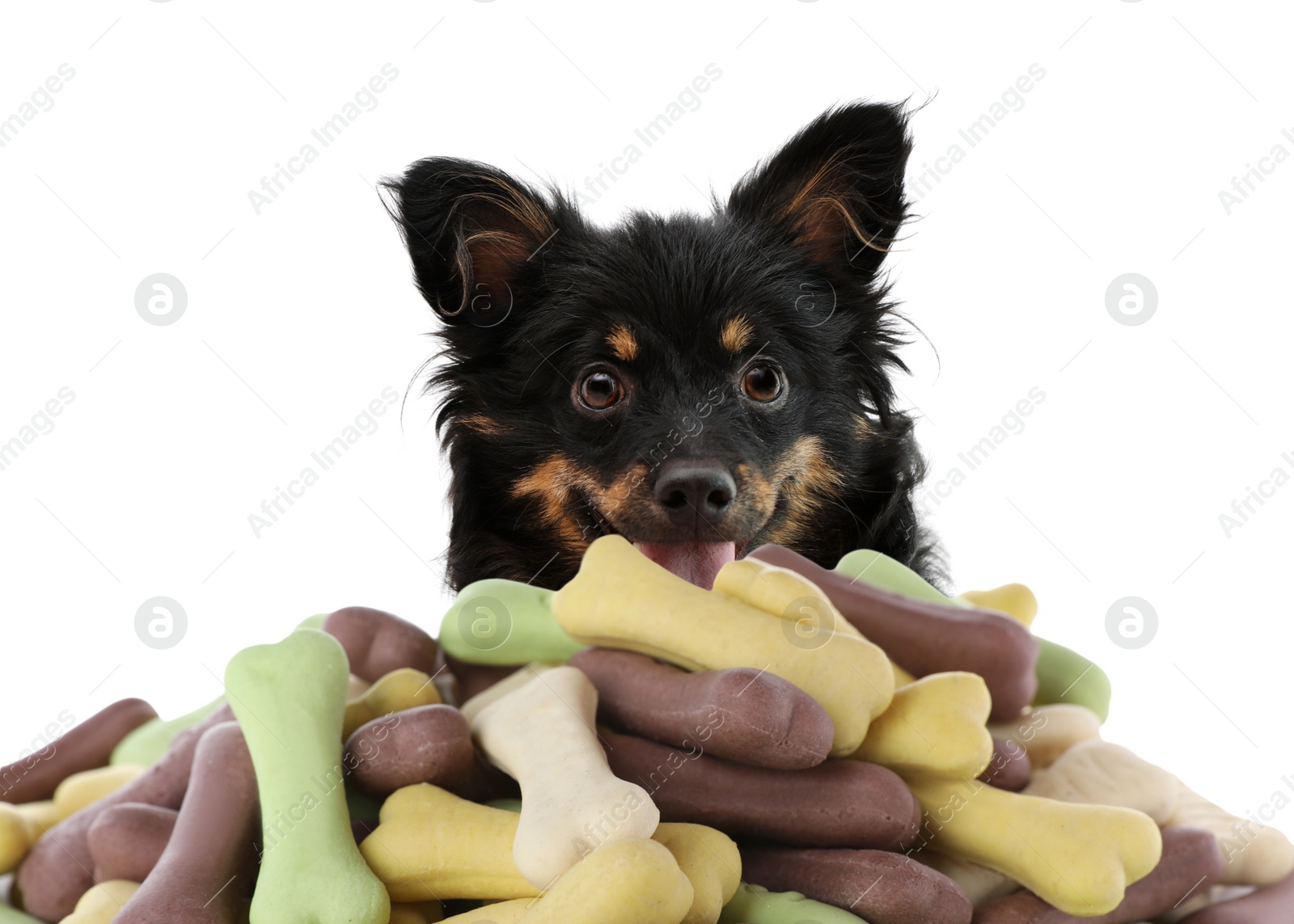 Image of Cute dog and tasty bone shaped cookies on white background