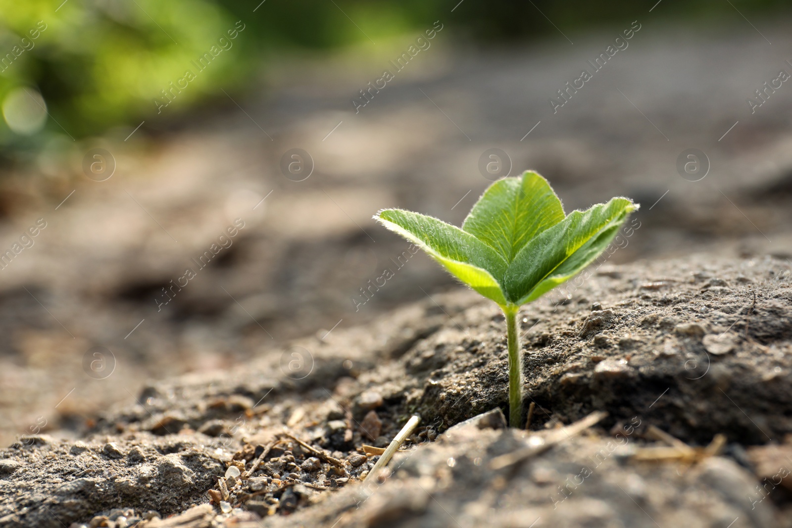 Photo of Green seedling growing in dry soil, space for text. Hope concept