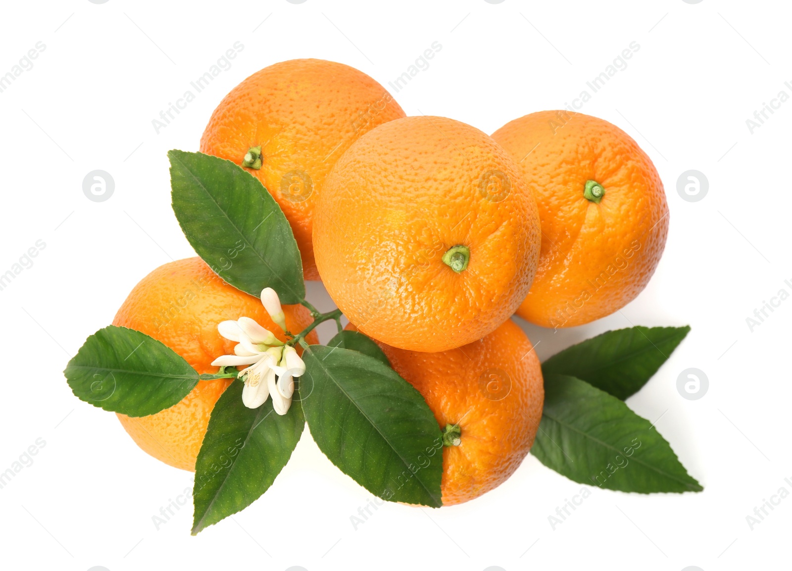 Photo of Fresh ripe oranges with green leaves and flower on white background, top view