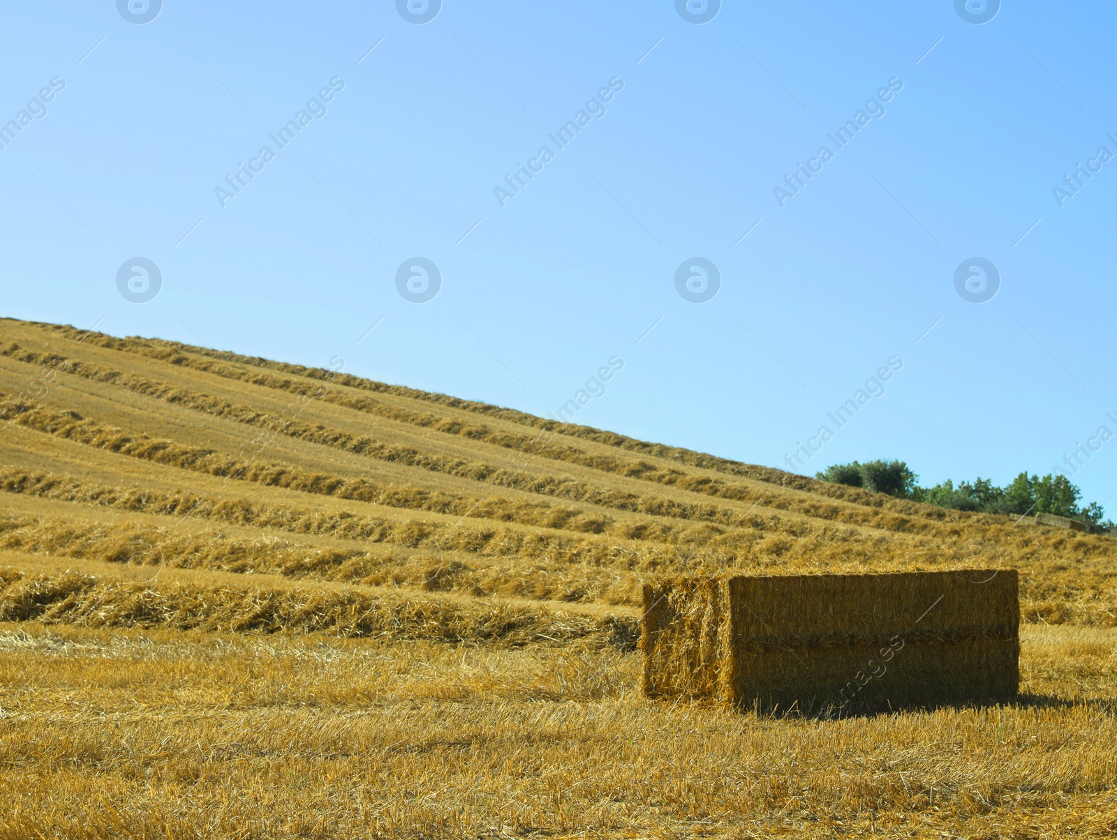 Photo of One hay bale outdoors on sunny day, space for text