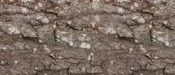 Image of Texture of tree bark as background, closeup view. Banner design