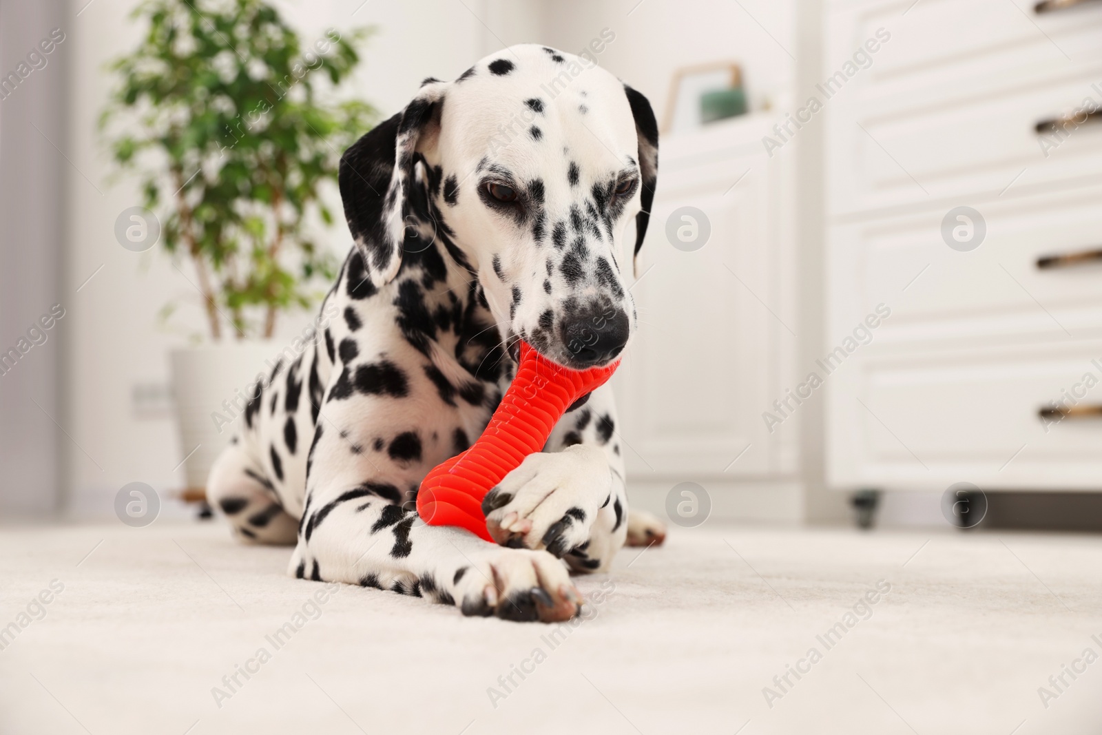 Photo of Adorable Dalmatian dog playing with toy indoors. Lovely pet