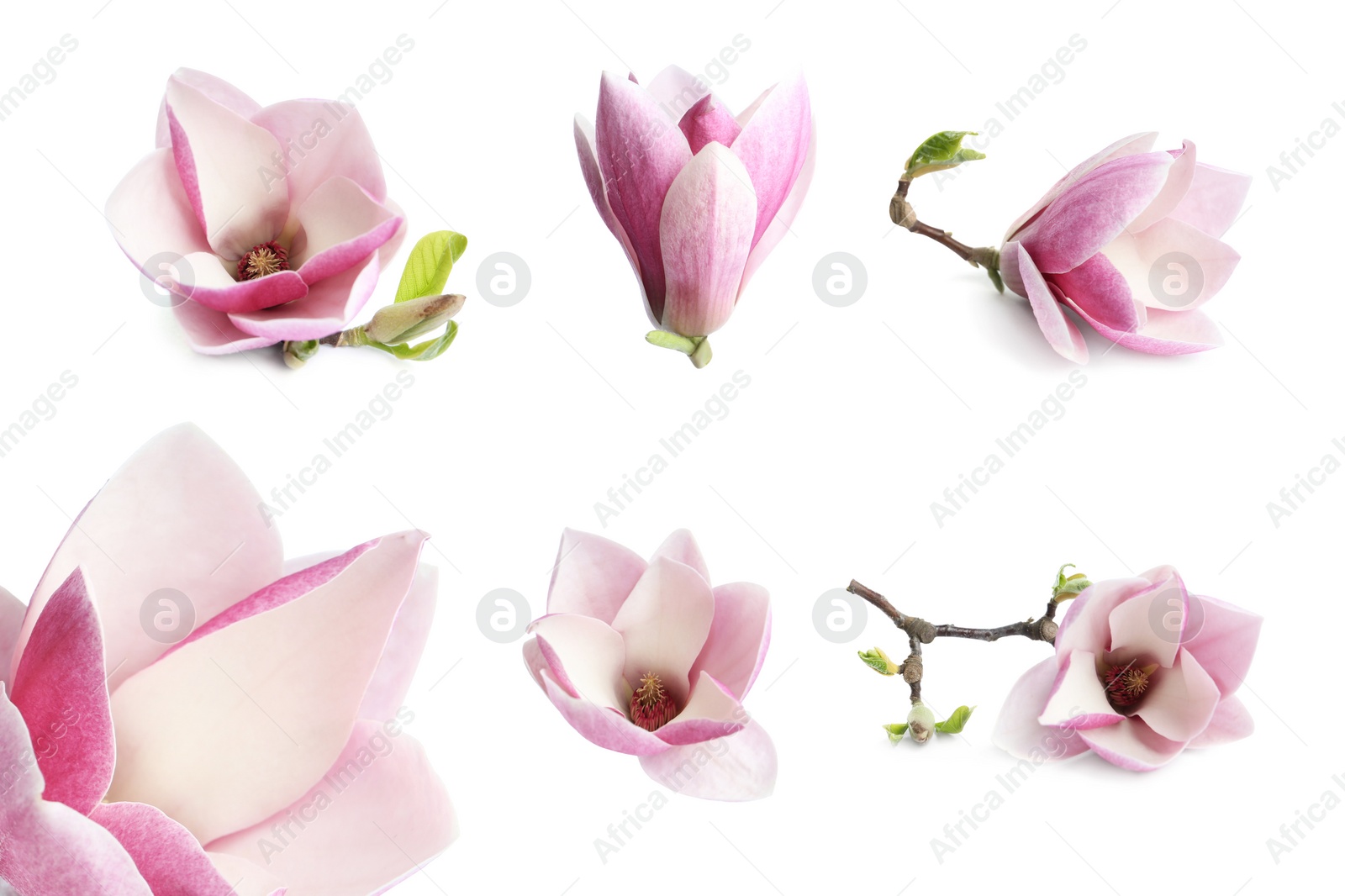 Image of Set with beautiful magnolia flowers on white background. Spring blossom