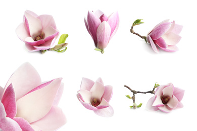 Image of Set with beautiful magnolia flowers on white background. Spring blossom