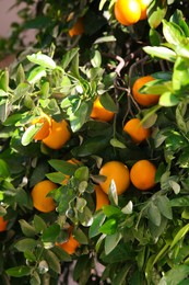 Tree with fresh ripe oranges on sunny day