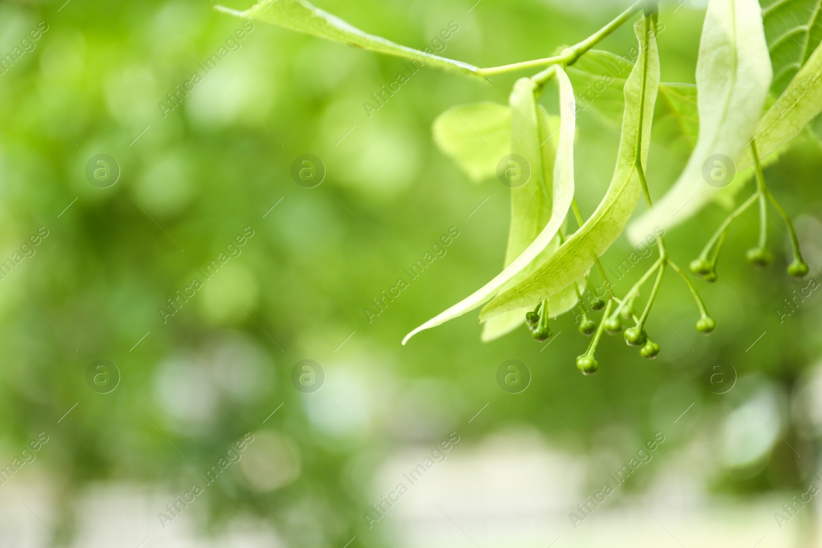 Photo of Young linden tree with fresh leaves and green buds outdoors on spring day, closeup