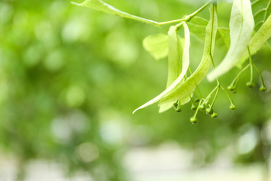 Young linden tree with fresh leaves and green buds outdoors on spring day, closeup