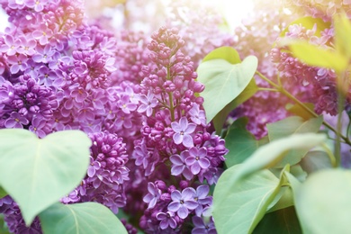 Photo of Blossoming lilac outdoors on spring day