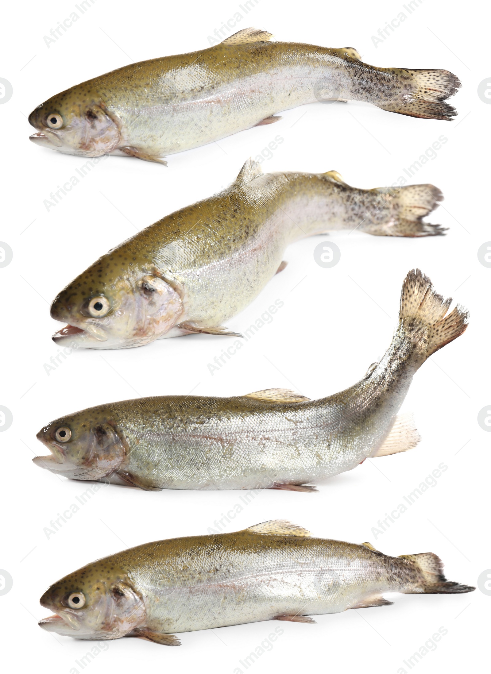 Image of Set of fresh cutthroat trout fish on white background