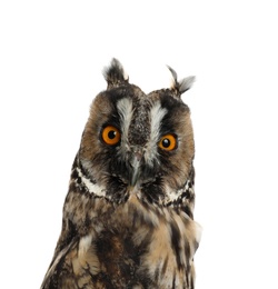 Photo of Beautiful eagle owl on white background. Predatory bird